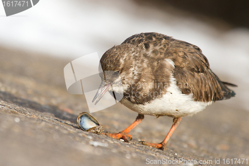 Image of Ruddy Turnstone