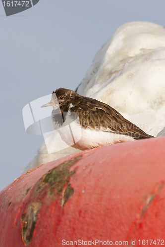 Image of Ruddy Turnstone