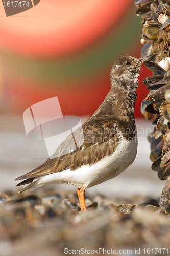 Image of Ruddy Turnstone