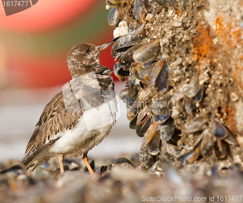 Image of Ruddy Turnstone