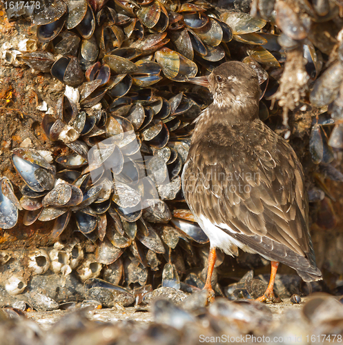 Image of Ruddy Turnstone