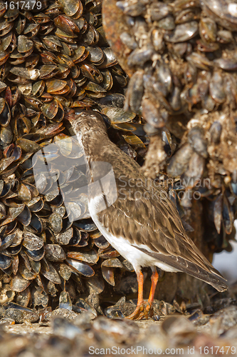 Image of Ruddy Turnstone