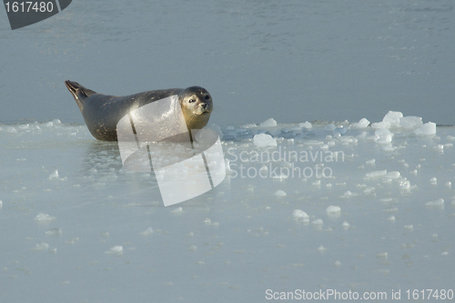 Image of A common seal