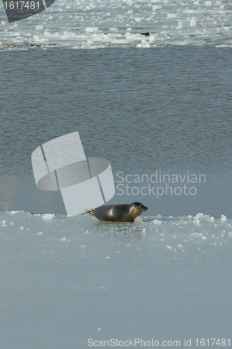 Image of A common seal