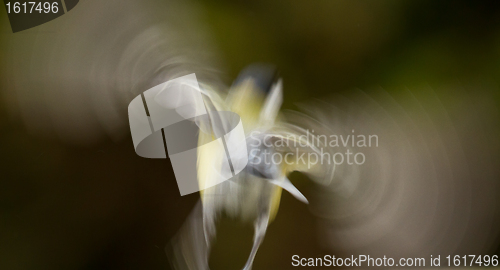 Image of A flying blue tit