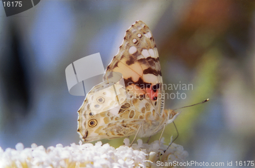 Image of butterfly on buddleja