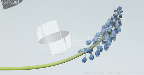 Image of Grape hyacinth with white background