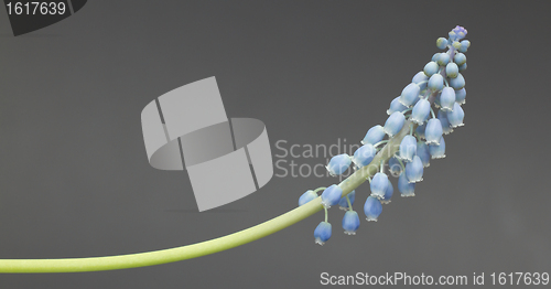 Image of Grape hyacinth with grey background