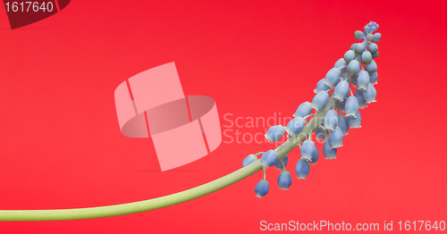 Image of Grape hyacinth with red background