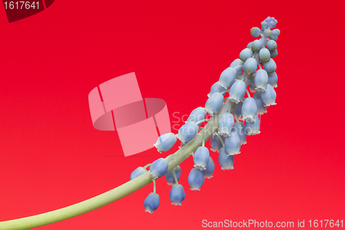 Image of Grape hyacinth with red background
