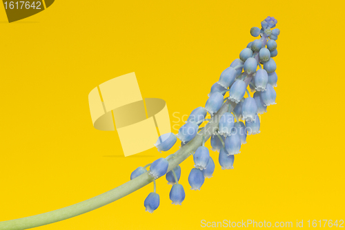 Image of Grape hyacinth with yellow background