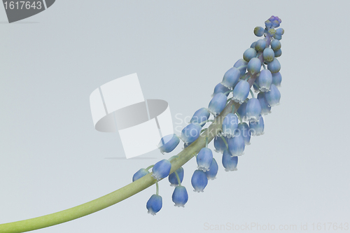 Image of Grape hyacinth with white background