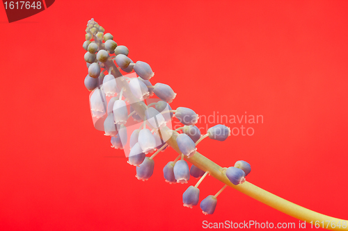 Image of Grape hyacinth with red background