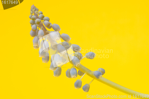 Image of Grape hyacinth with yellow background