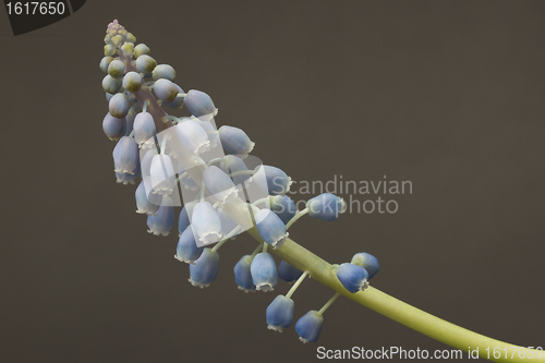 Image of Grape hyacinth with grey background