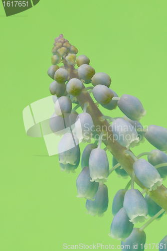 Image of Grape hyacinth with green background