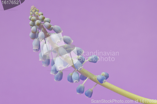 Image of Grape hyacinth with purple background