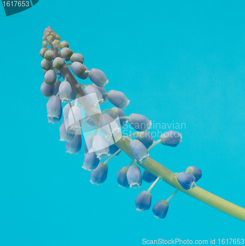 Image of Grape hyacinth with blue background