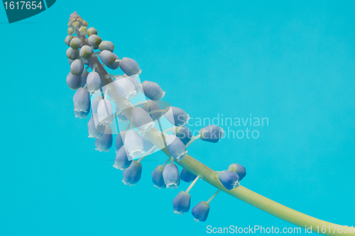 Image of Grape hyacinth with blue background