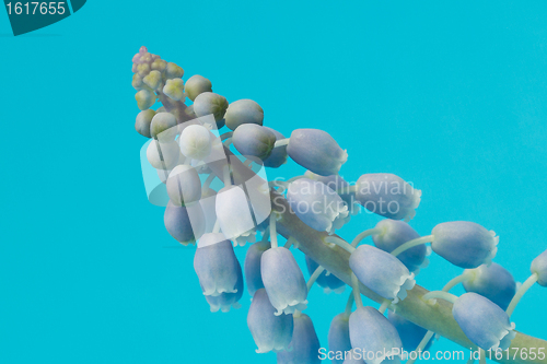 Image of Grape hyacinth with blue background