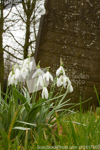 Image of Flowers at a tombstone