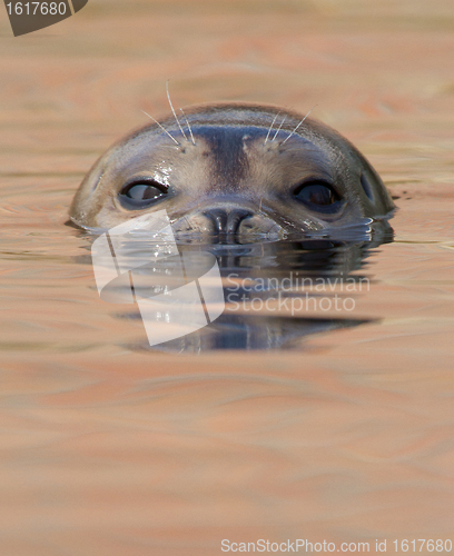 Image of A common seal is swimming