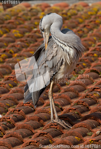 Image of A blue heron on a roof