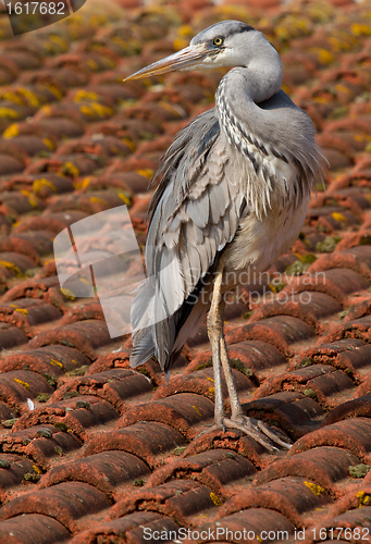 Image of A blue heron on a roof