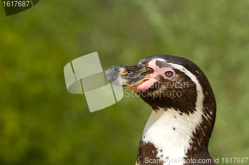 Image of A Humboldt penguin