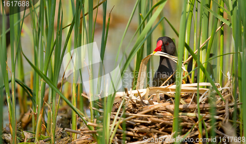 Image of A moorhen building a nest