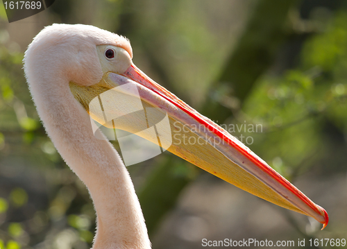 Image of A close-up of a pelican 