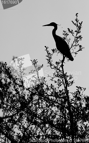 Image of A heron in a tree