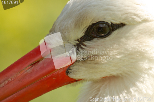 Image of A close-up of a stork