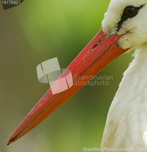 Image of A close-up of a stork