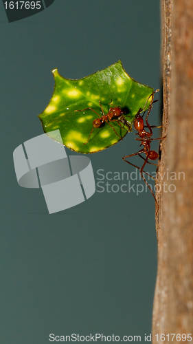 Image of A leaf cutter ant
