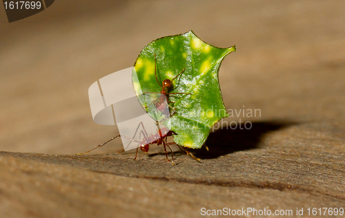 Image of A leaf cutter ant