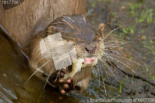 Image of An otter is eating