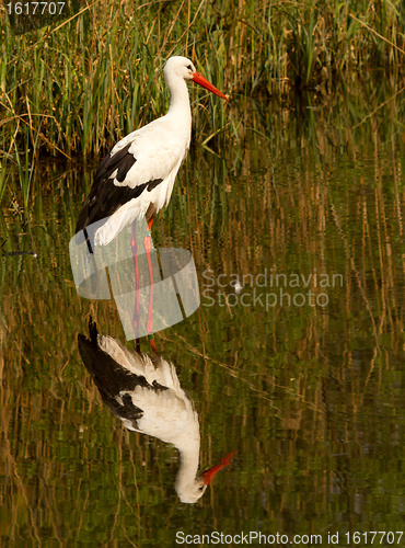 Image of A stork