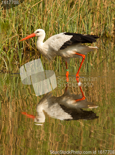 Image of A stork