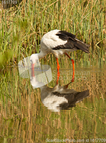 Image of A stork