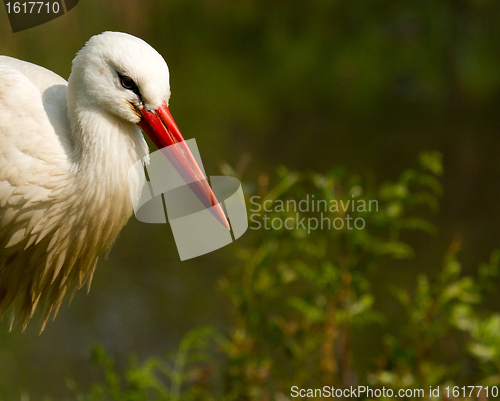 Image of A stork