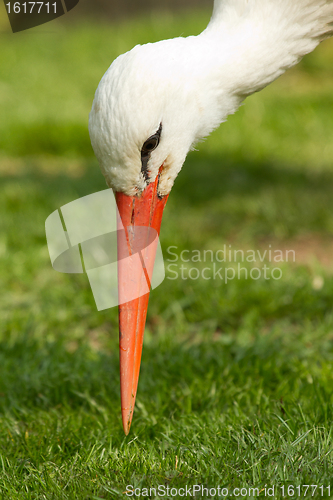 Image of A stork