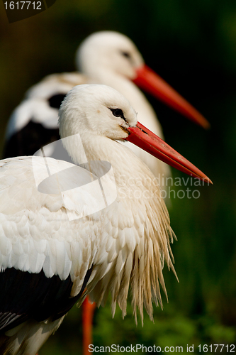 Image of Two storks