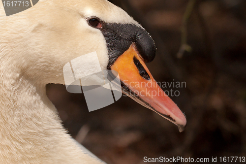 Image of A closeup of a swan