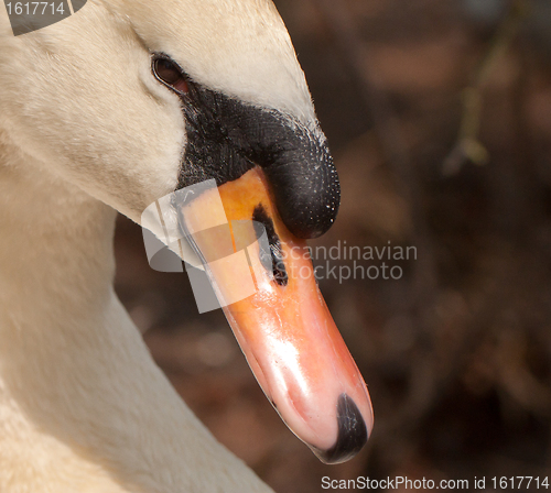 Image of A closeup of a swan