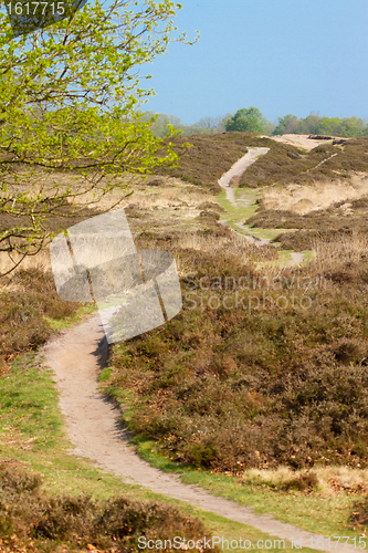 Image of A typical dutch landscape 