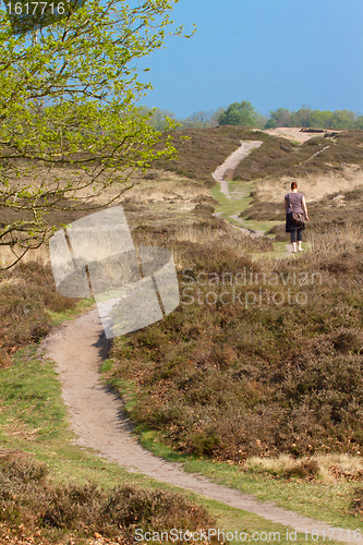 Image of A typical dutch landscape 