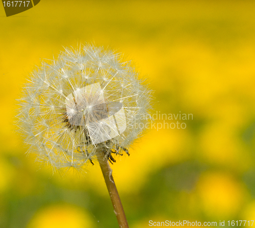 Image of Hawkbit with a yellow background 