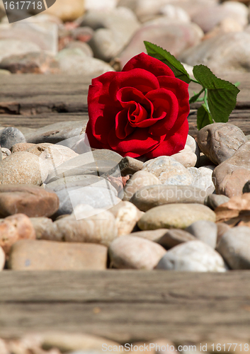 Image of A flower on the track