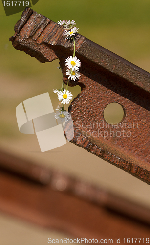 Image of A flower on the track